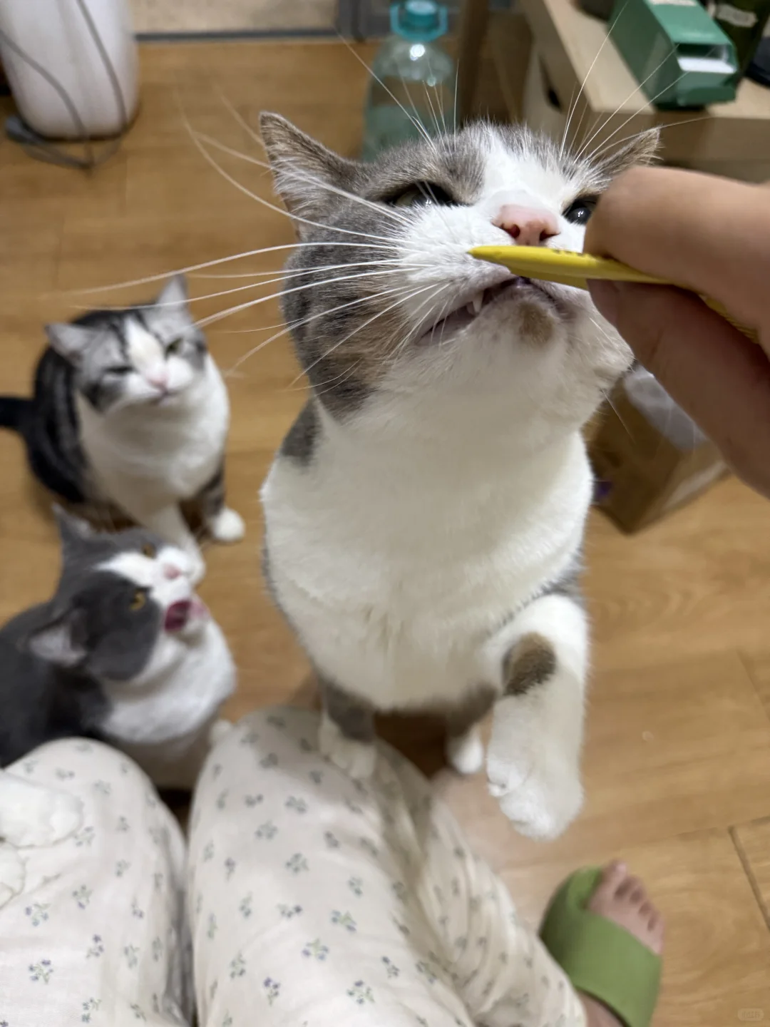 铲屎官的快乐是猫给的！