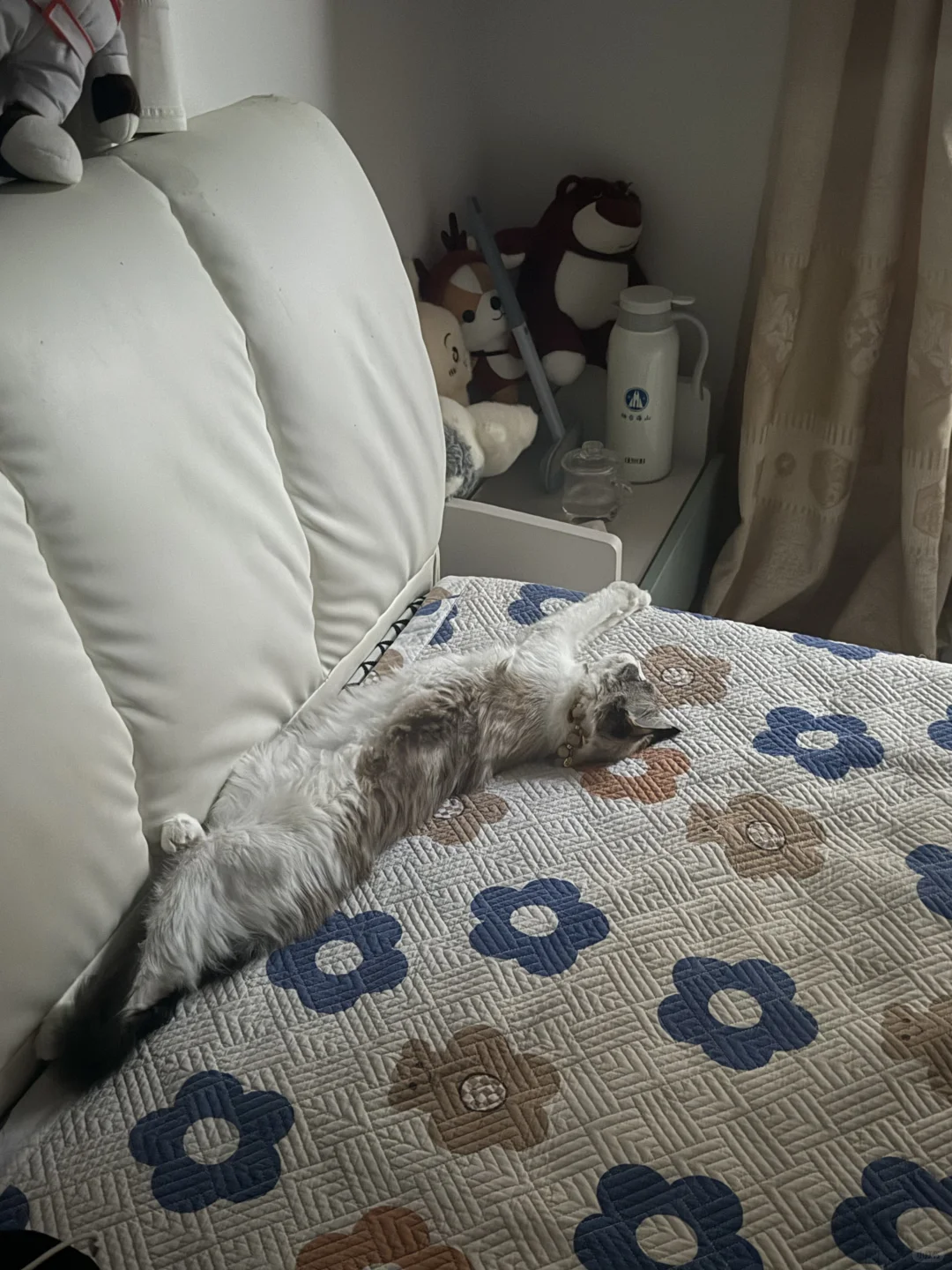 想要一个全是布偶奇怪睡姿的评论区！！