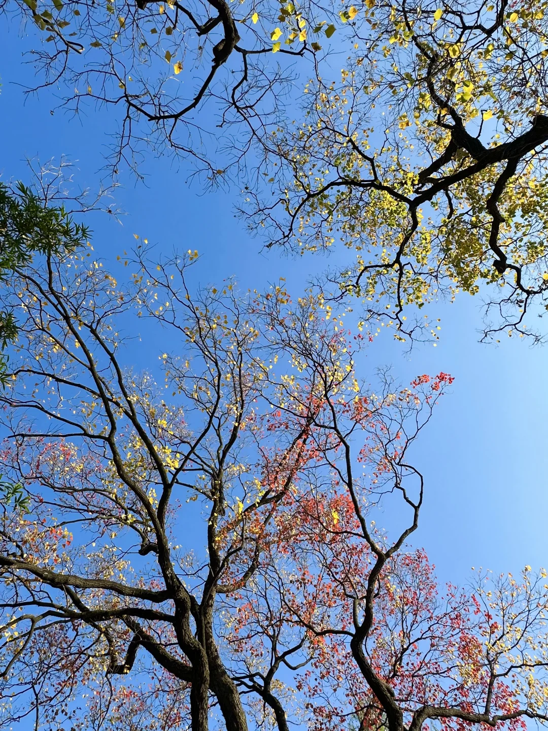 抬头！看树！莫愁湖乌桕实况…