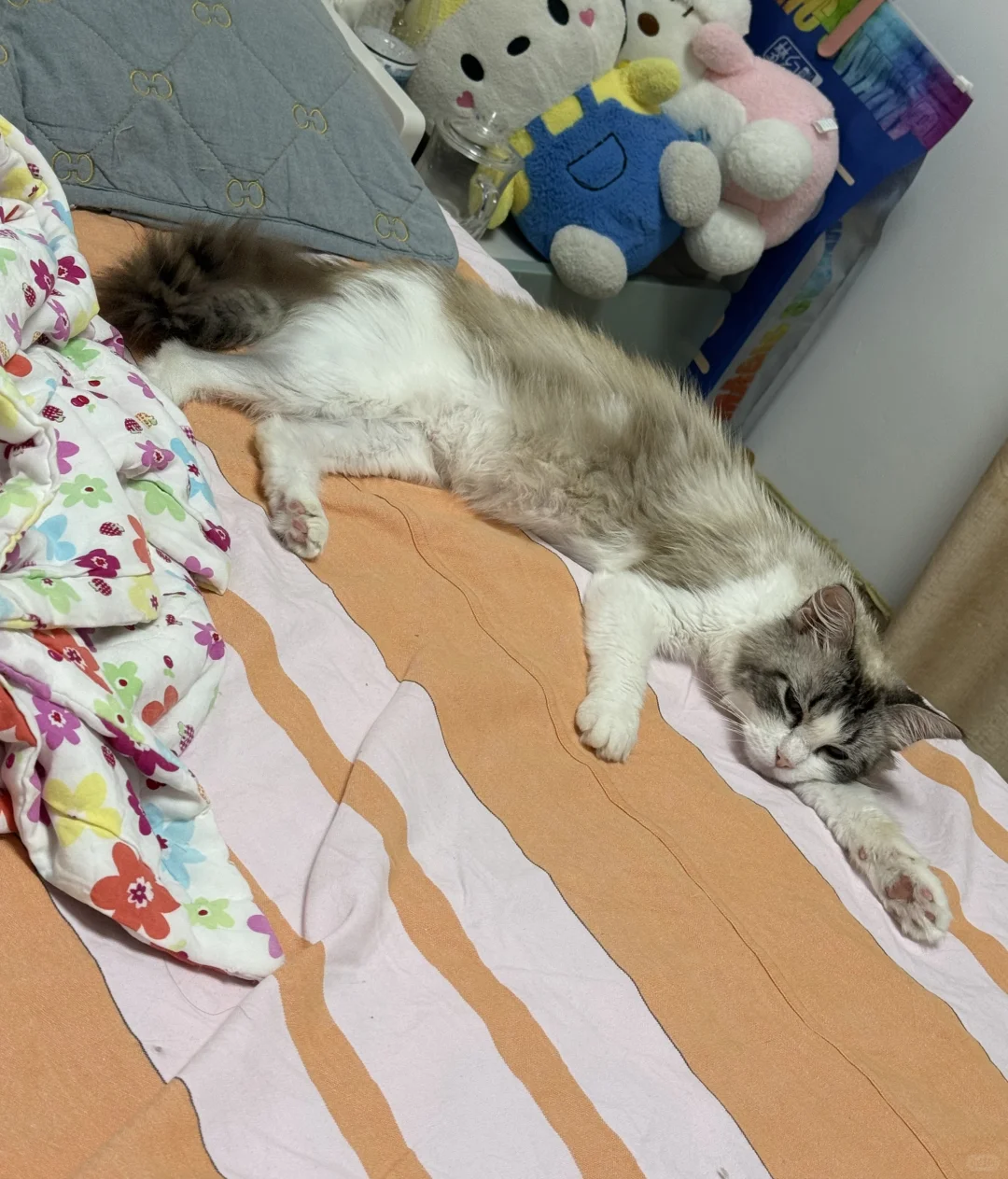 想要一个全是布偶奇怪睡姿的评论区！！