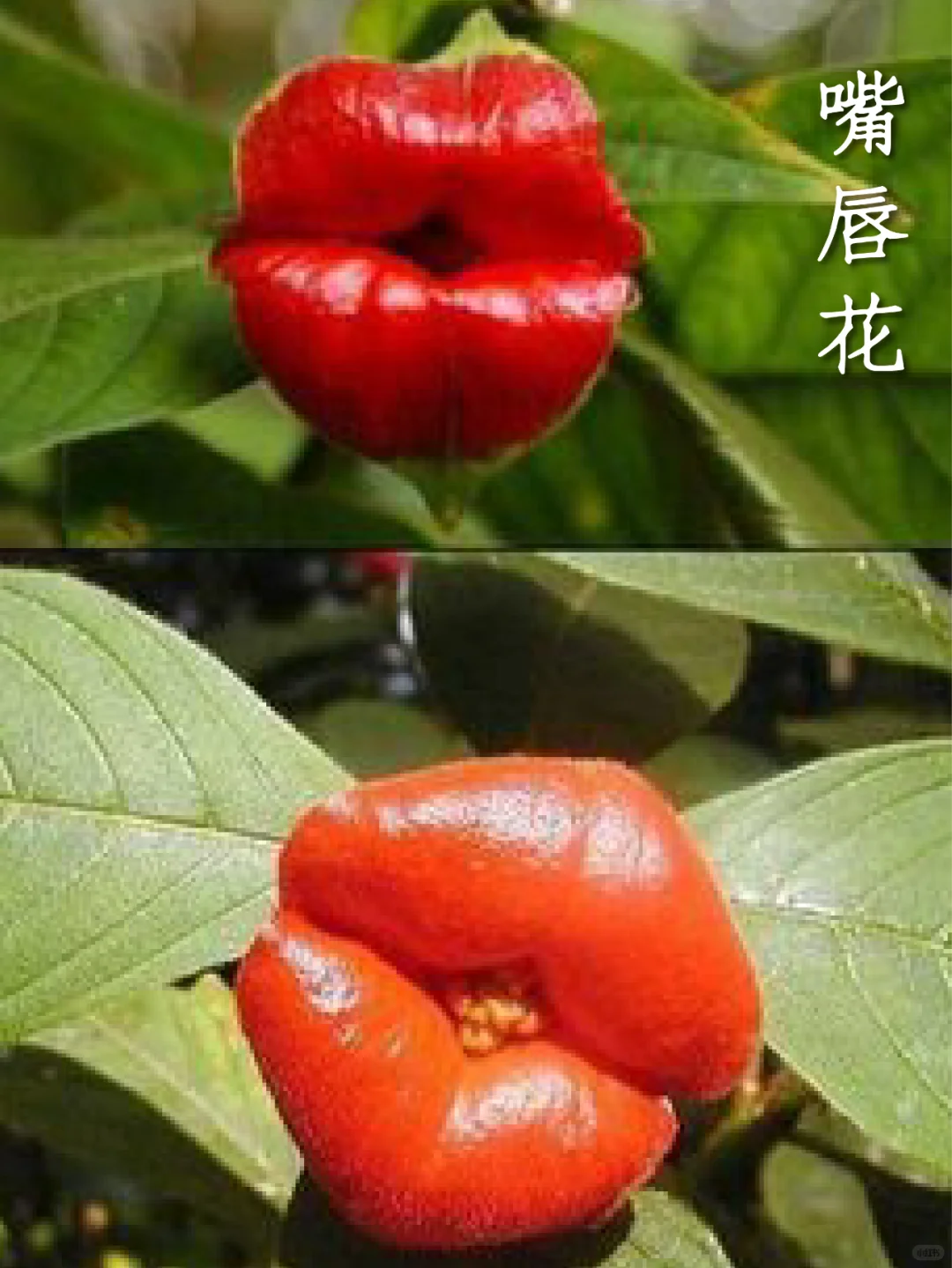 有趣的植物｜自然界的“烈焰红唇”嘴唇花