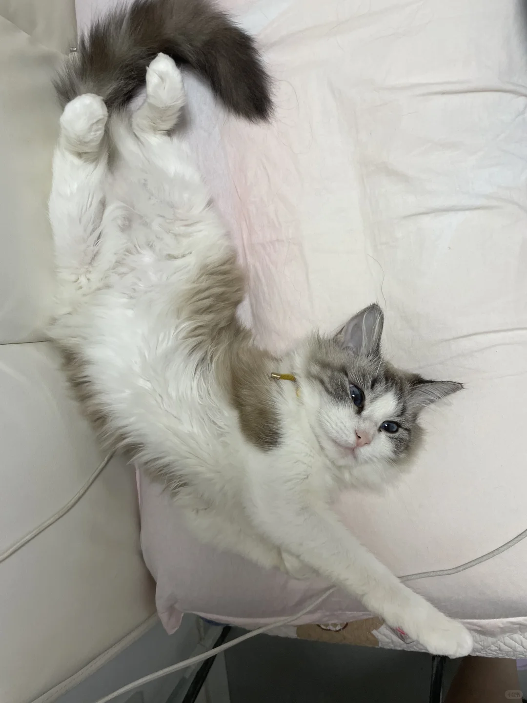 想要一个全是布偶奇怪睡姿的评论区！！