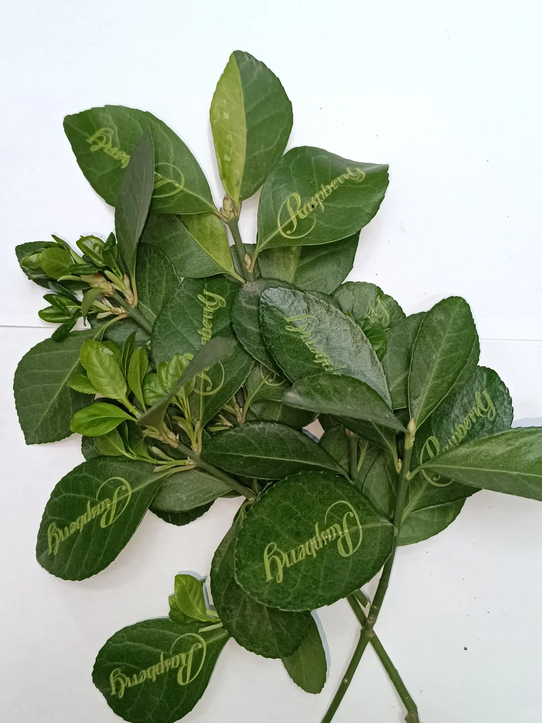 春日采摘倒计时🌿