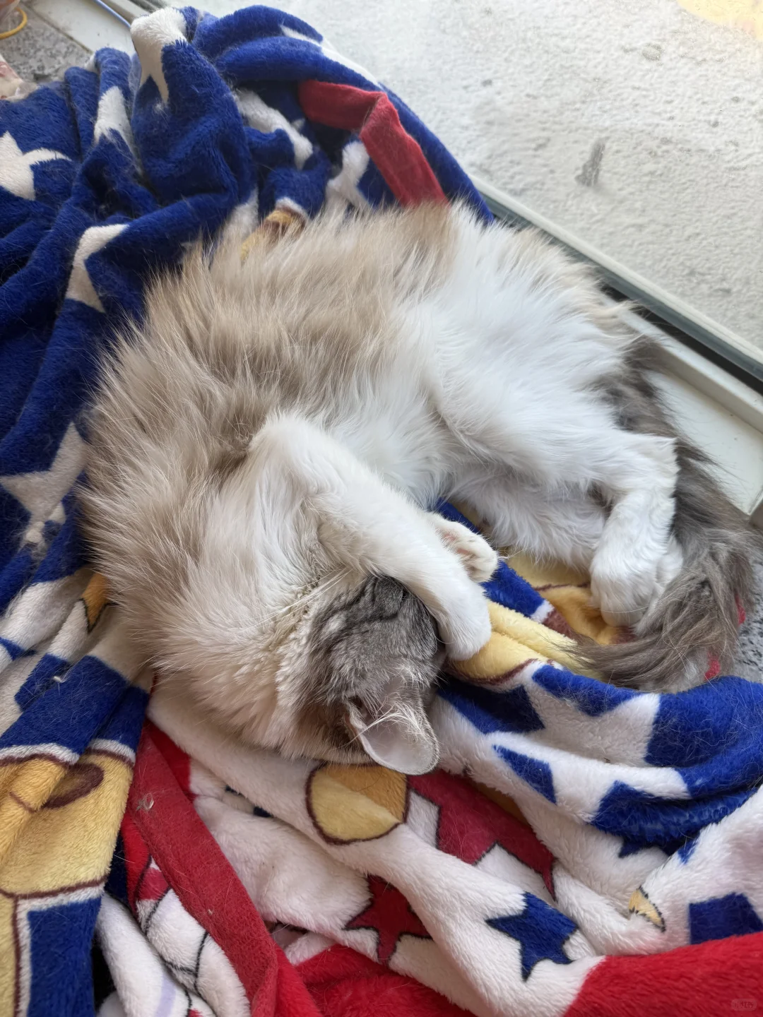 想要一个全是布偶奇怪睡姿的评论区！！