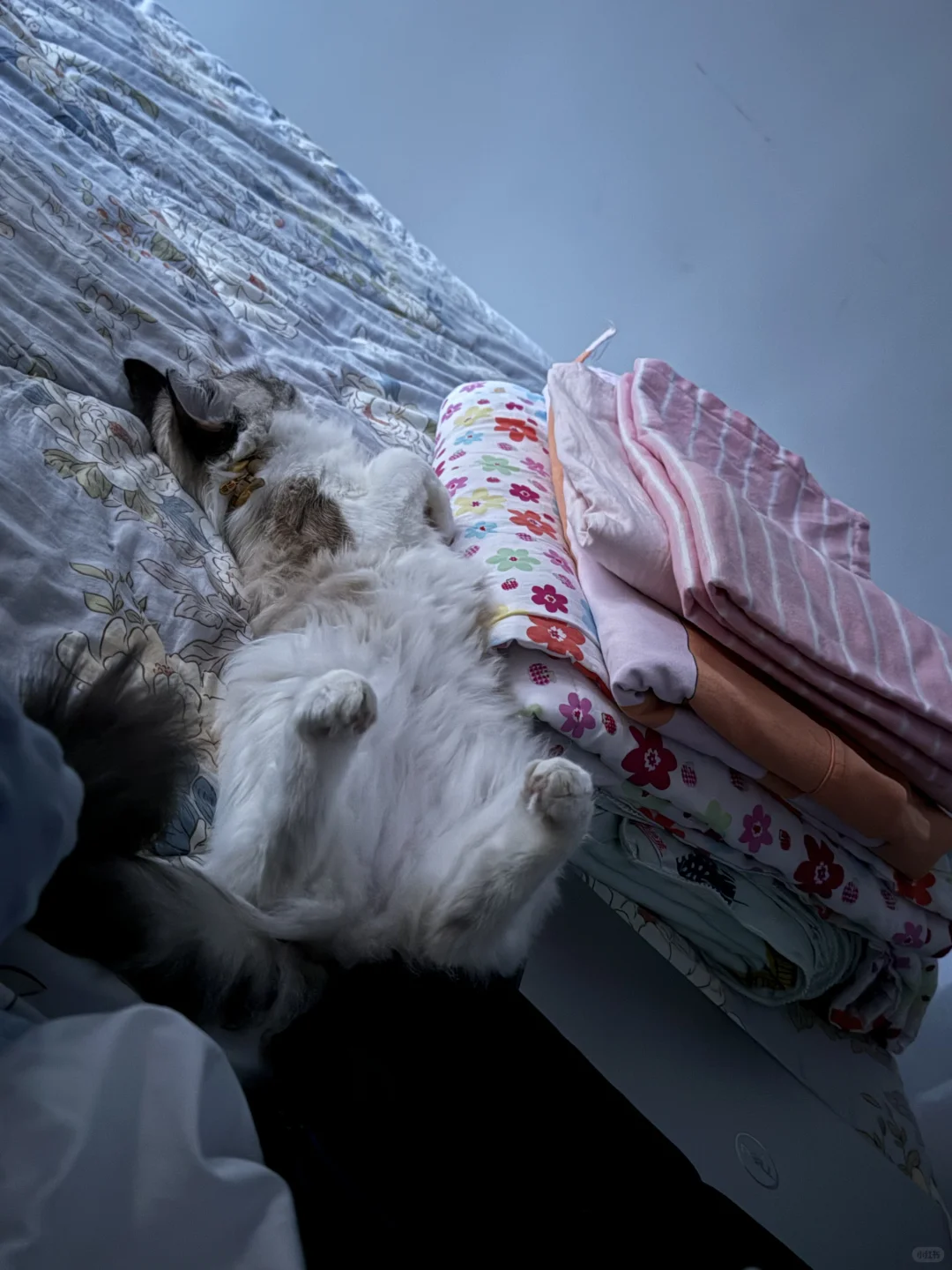 想要一个全是布偶奇怪睡姿的评论区！！