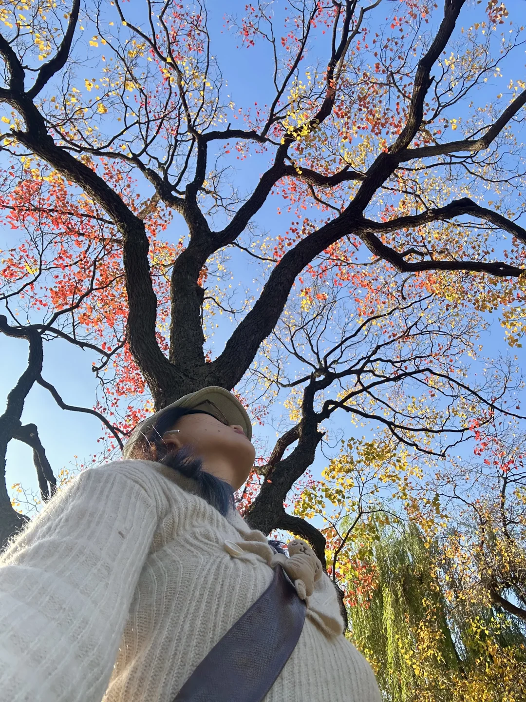 抬头！看树！莫愁湖乌桕实况…