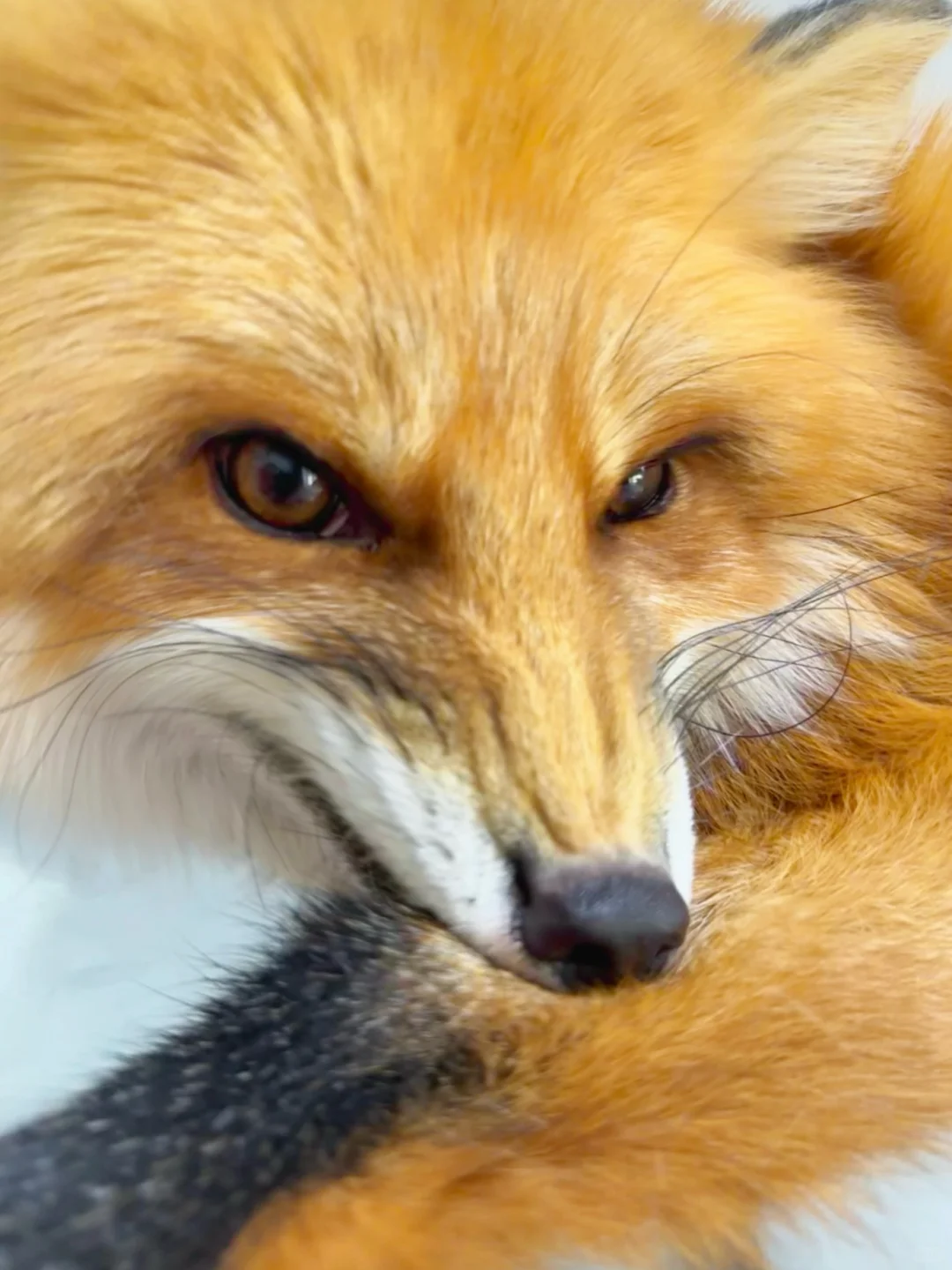 左滑⬅️看狐狸精的邪恶面孔！