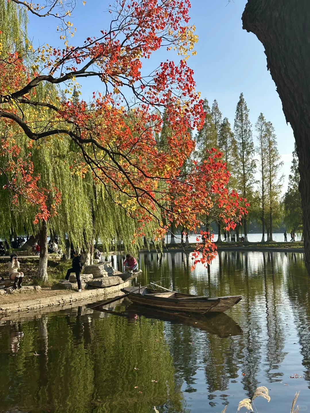 抬头！看树！莫愁湖乌桕实况…