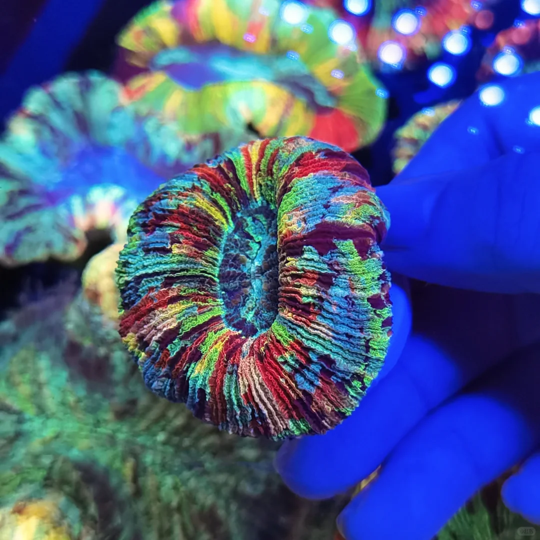 彩虹拉丝八字脑，妥妥的潜力股