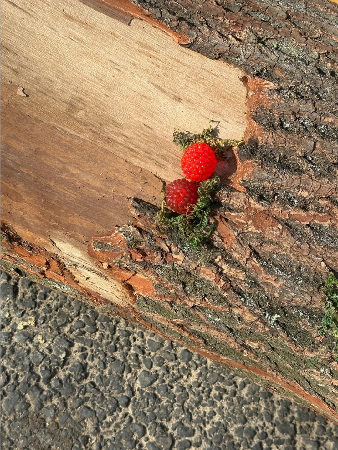 春日采摘倒计时🌿
