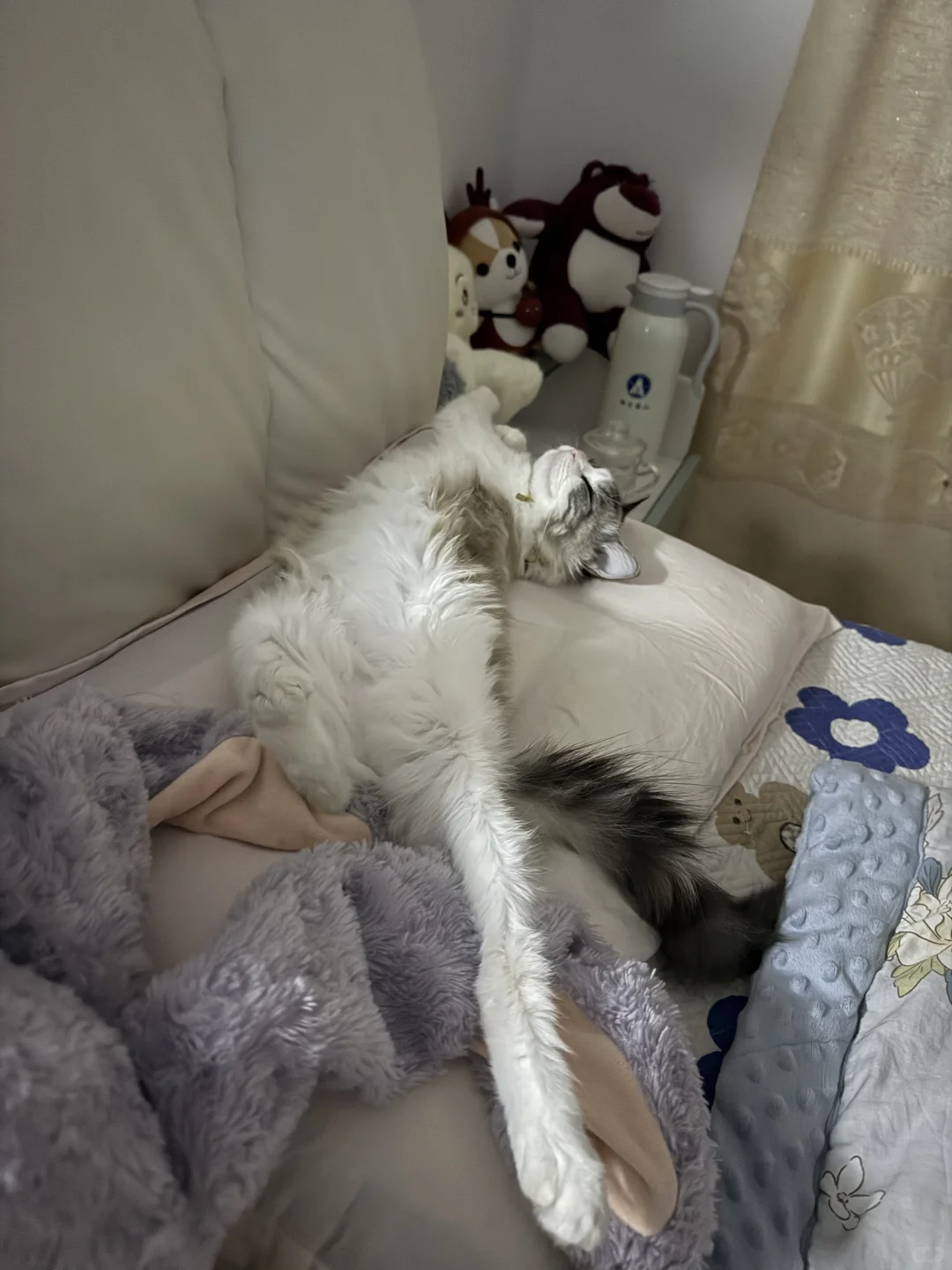 想要一个全是布偶奇怪睡姿的评论区！！