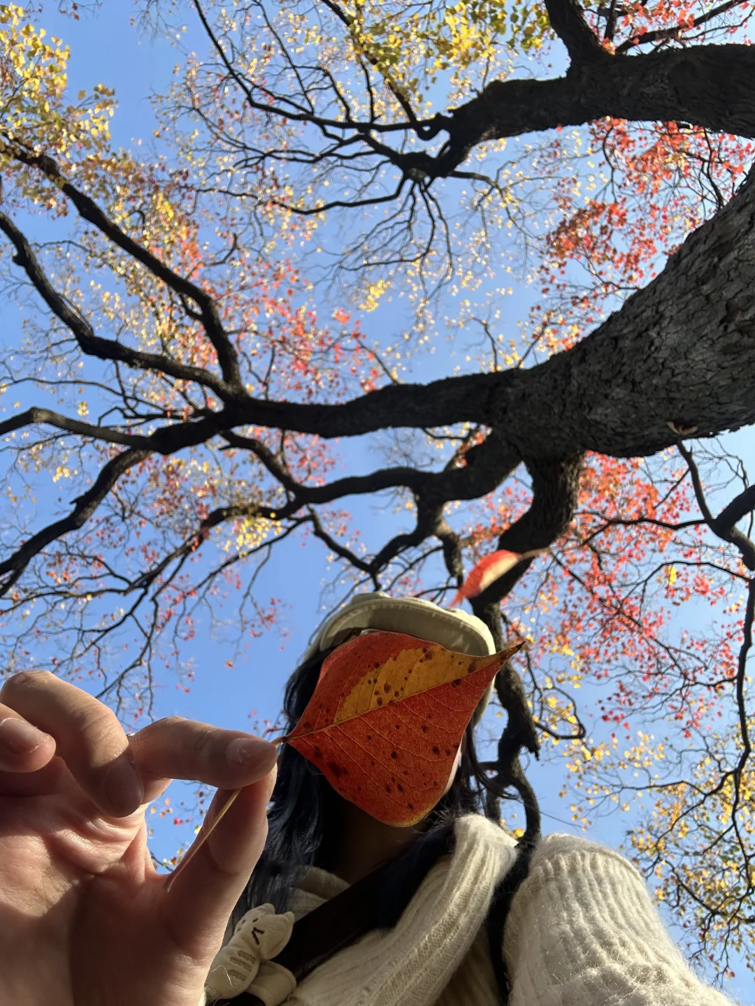 抬头！看树！莫愁湖乌桕实况…