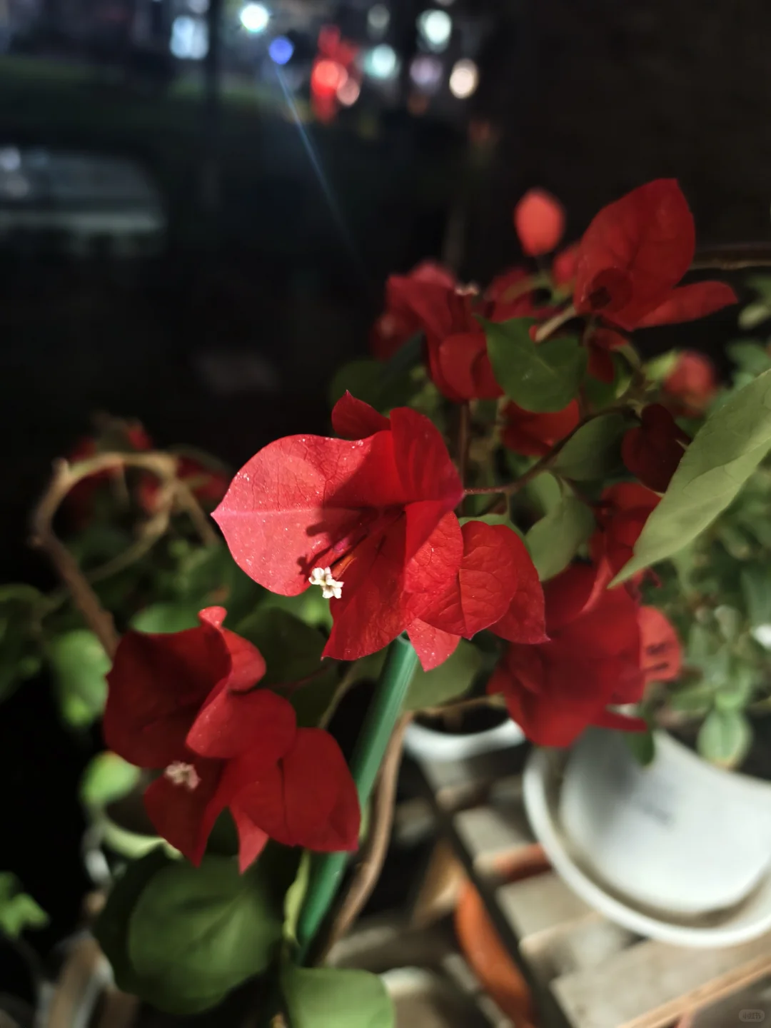 热烈娇艳的三角梅迎接11月