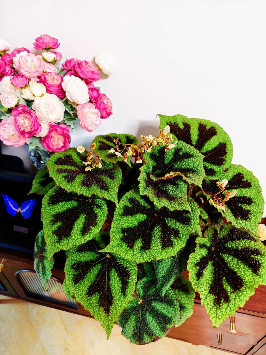 铁十字秋海棠—粗旷中带着秀丽