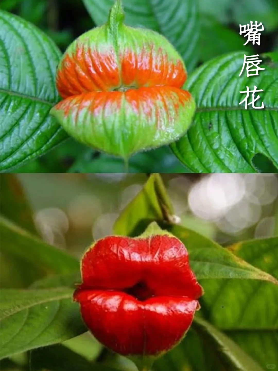 有趣的植物｜自然界的“烈焰红唇”嘴唇花