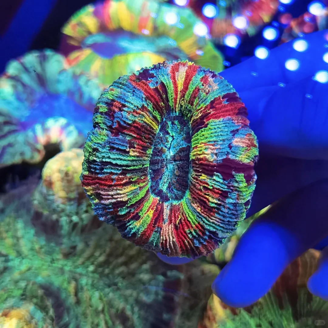 彩虹拉丝八字脑，妥妥的潜力股