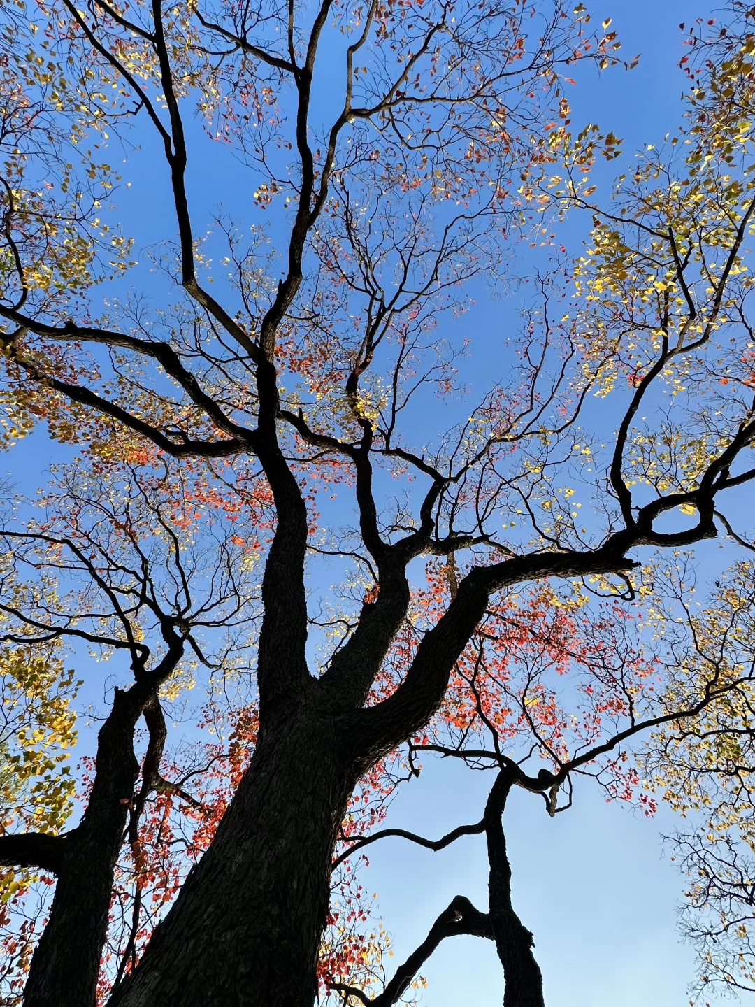 抬头！看树！莫愁湖乌桕实况…