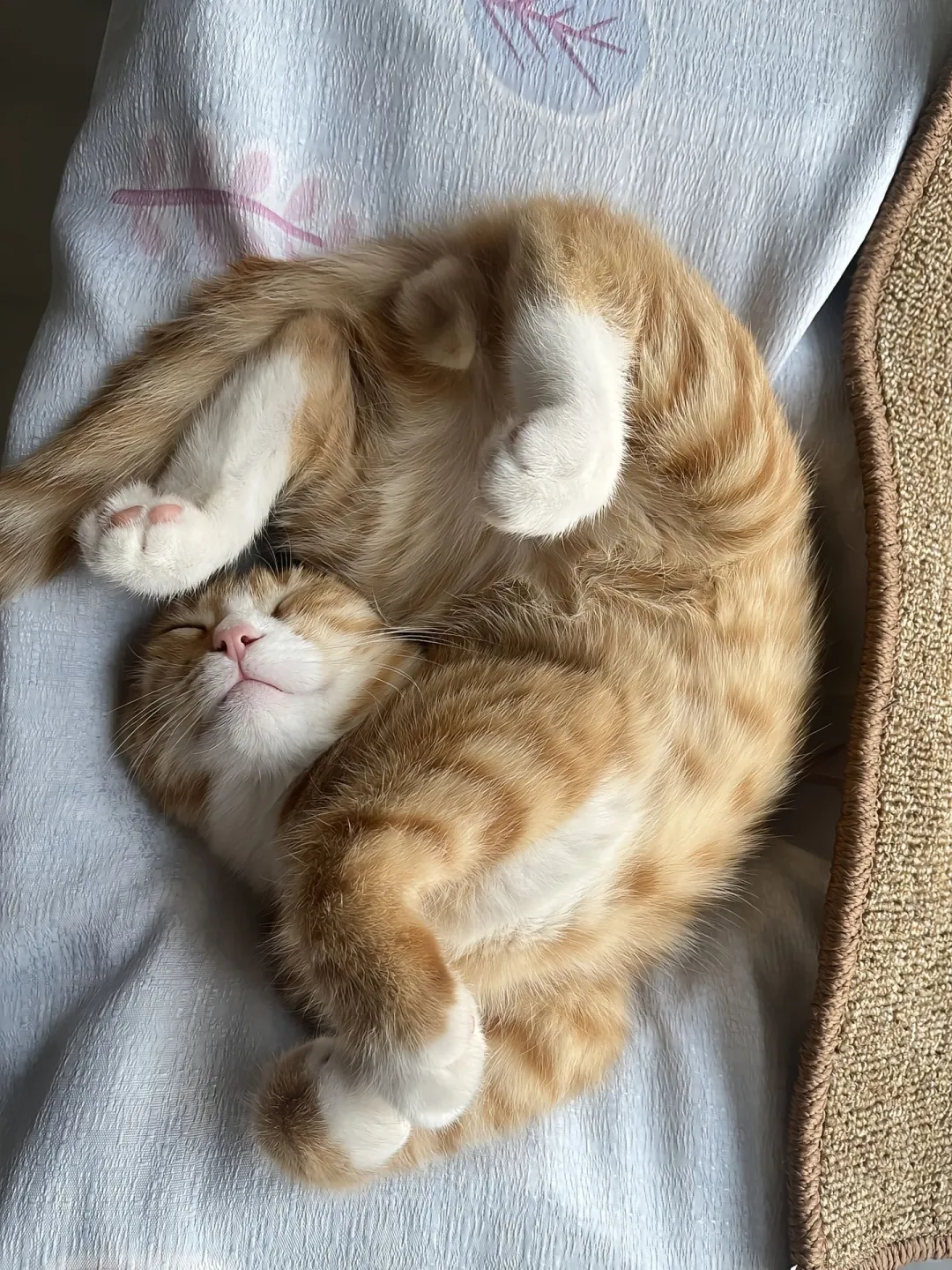 猫的睡觉千姿百态