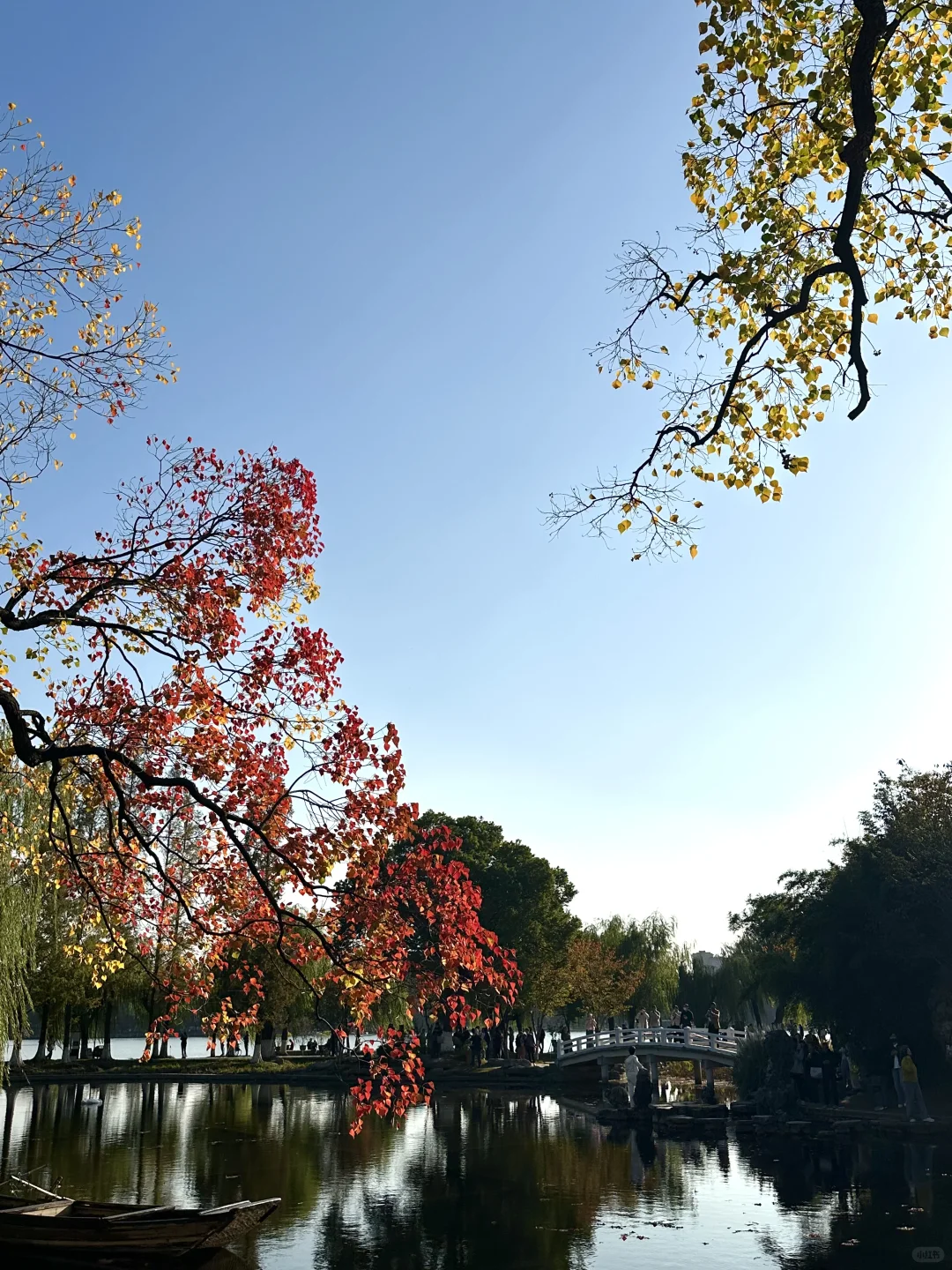 抬头！看树！莫愁湖乌桕实况…