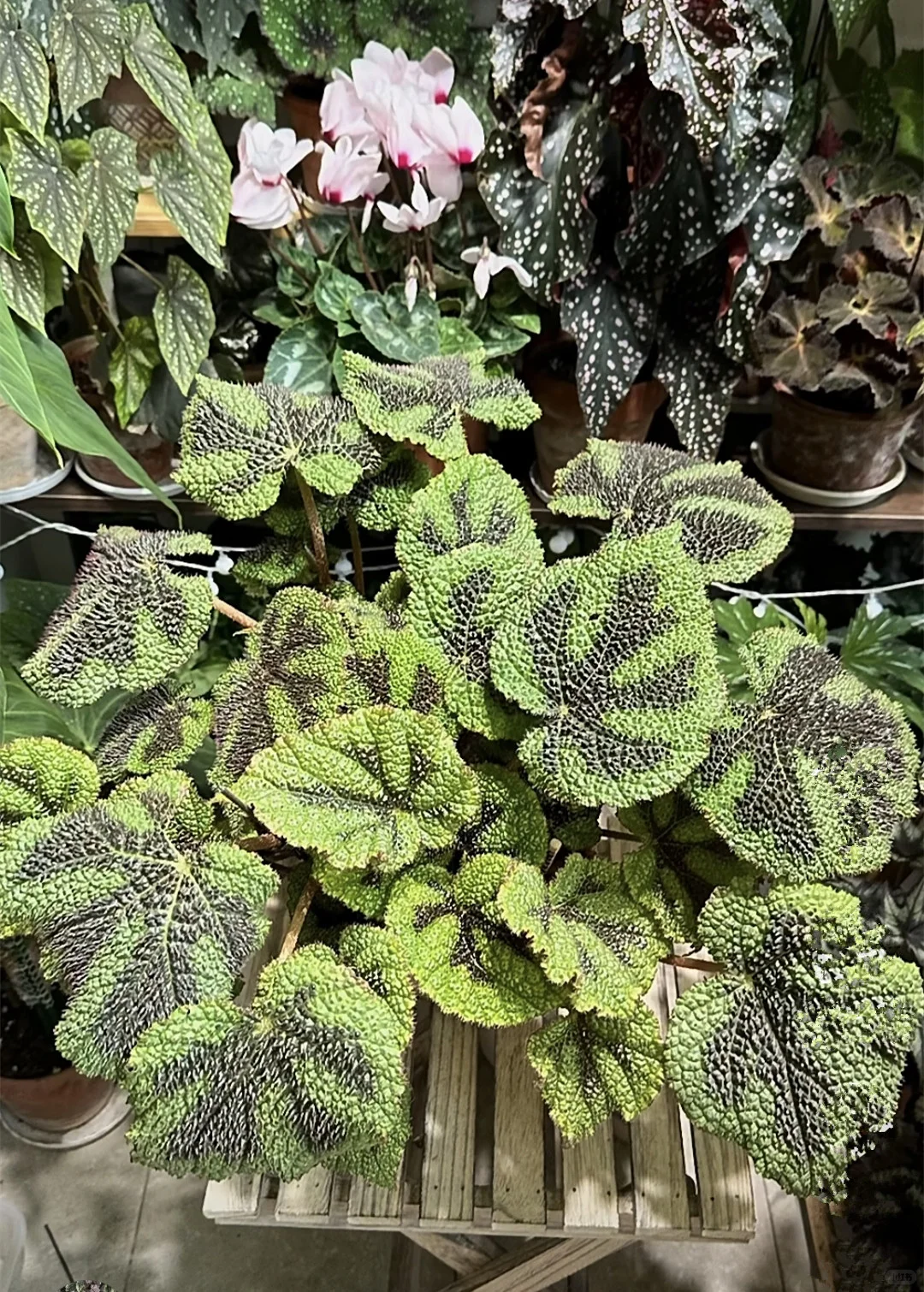 铁十字秋海棠—粗旷中带着秀丽