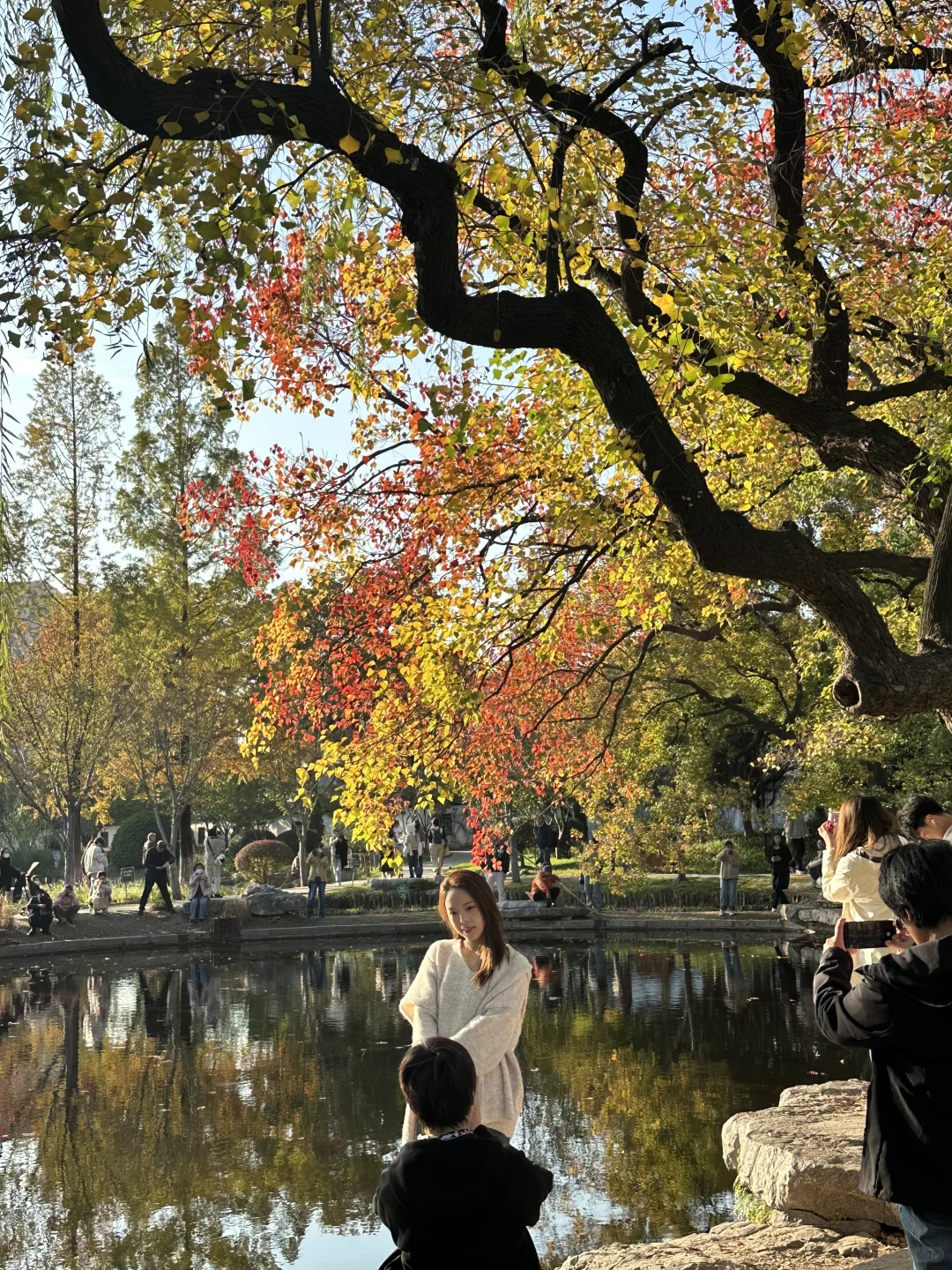 抬头！看树！莫愁湖乌桕实况…