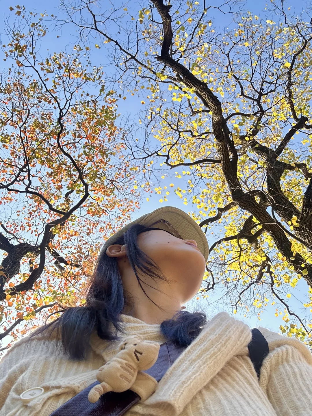 抬头！看树！莫愁湖乌桕实况…