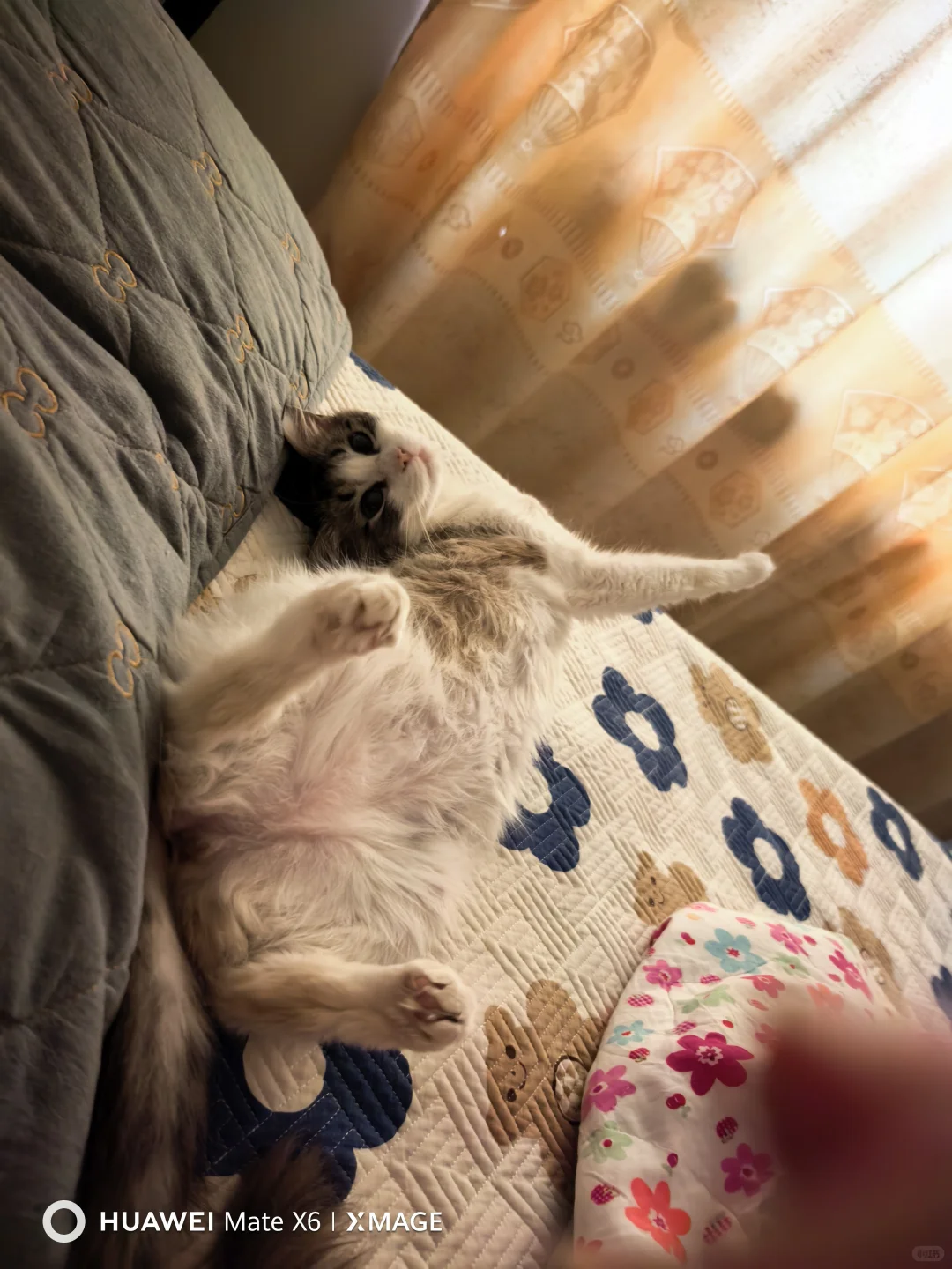 想要一个全是布偶奇怪睡姿的评论区！！