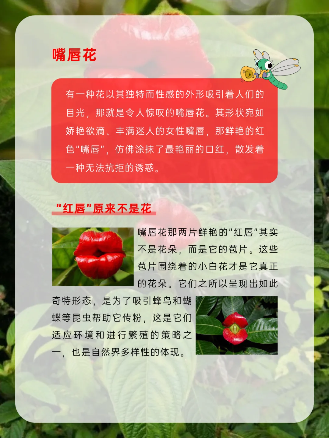有趣的植物｜自然界的“烈焰红唇”嘴唇花