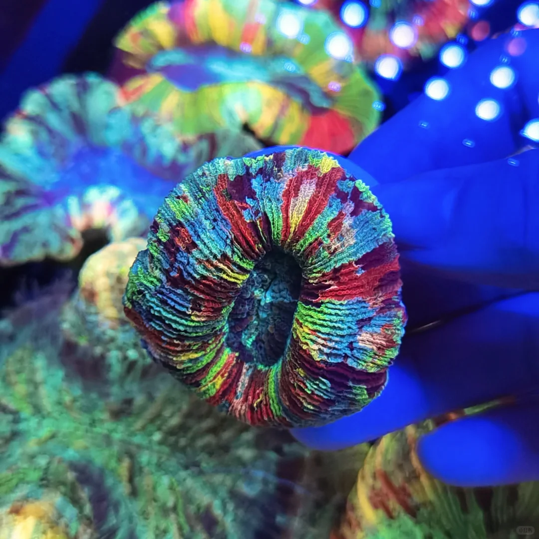 彩虹拉丝八字脑，妥妥的潜力股