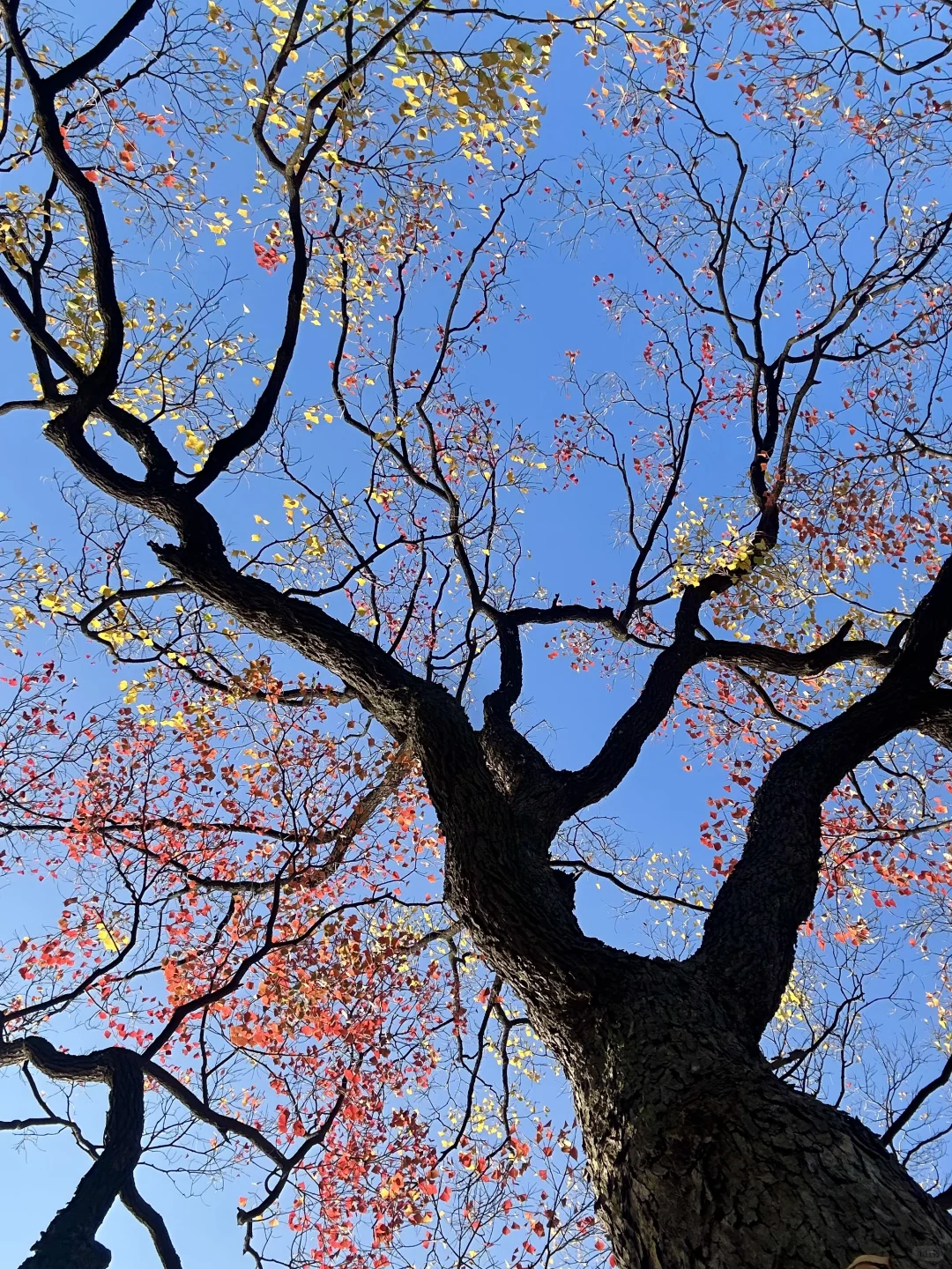 抬头！看树！莫愁湖乌桕实况…