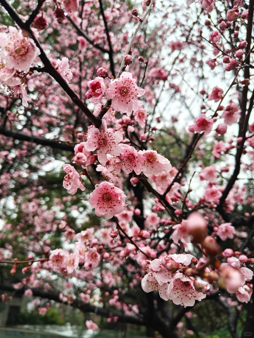 娇艳欲滴，我见犹怜