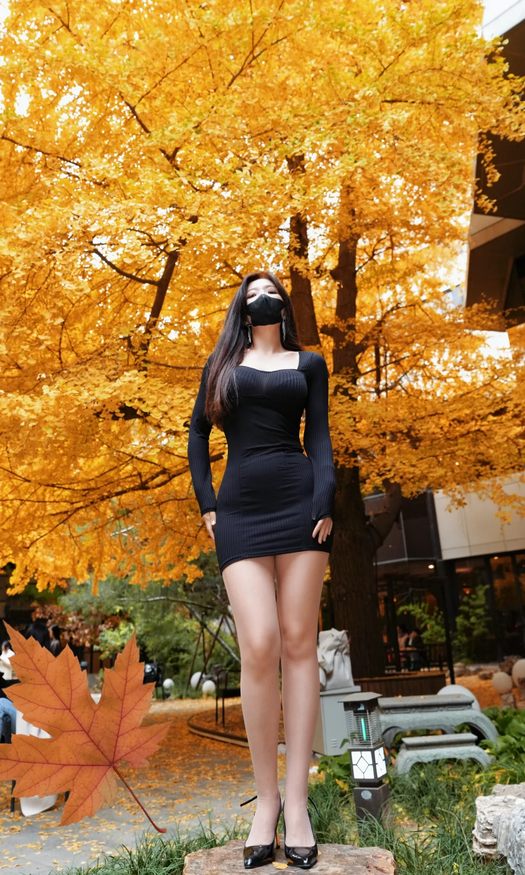 唯有银杏不负秋