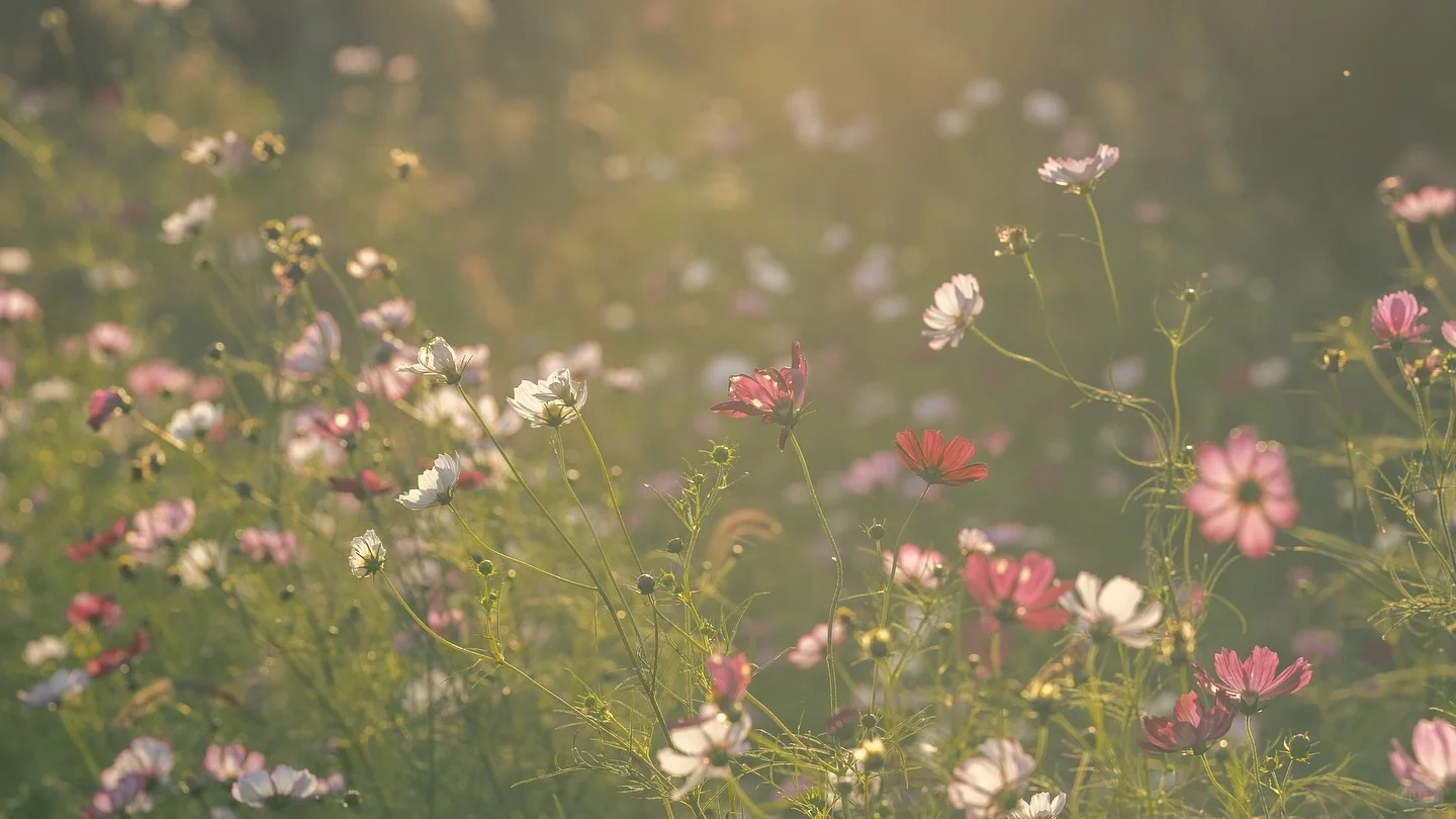 横屏壁纸 🌸🌊🍃
