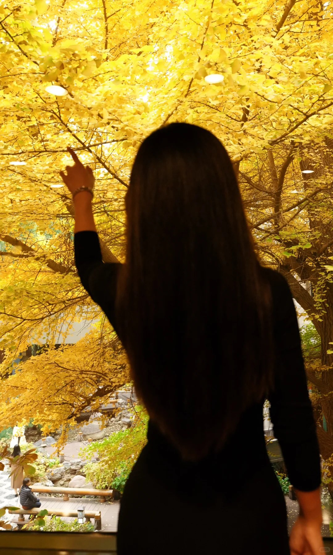 唯有银杏不负秋