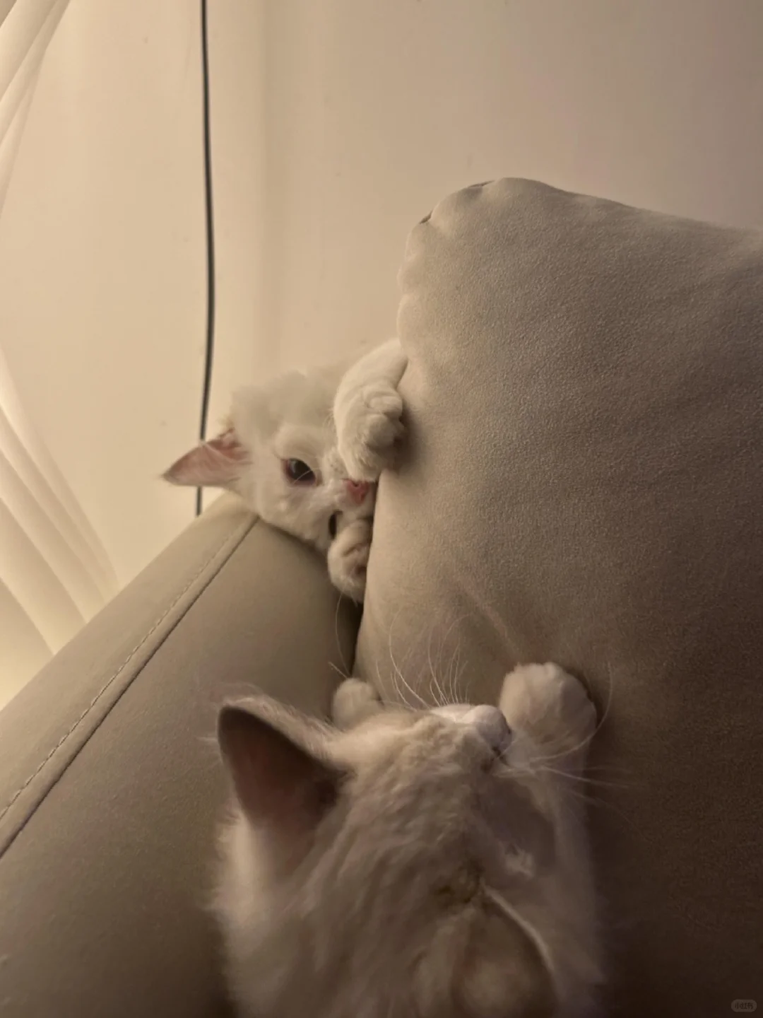 这么可爱的小猫咪你瑜伽小姨姐有两只