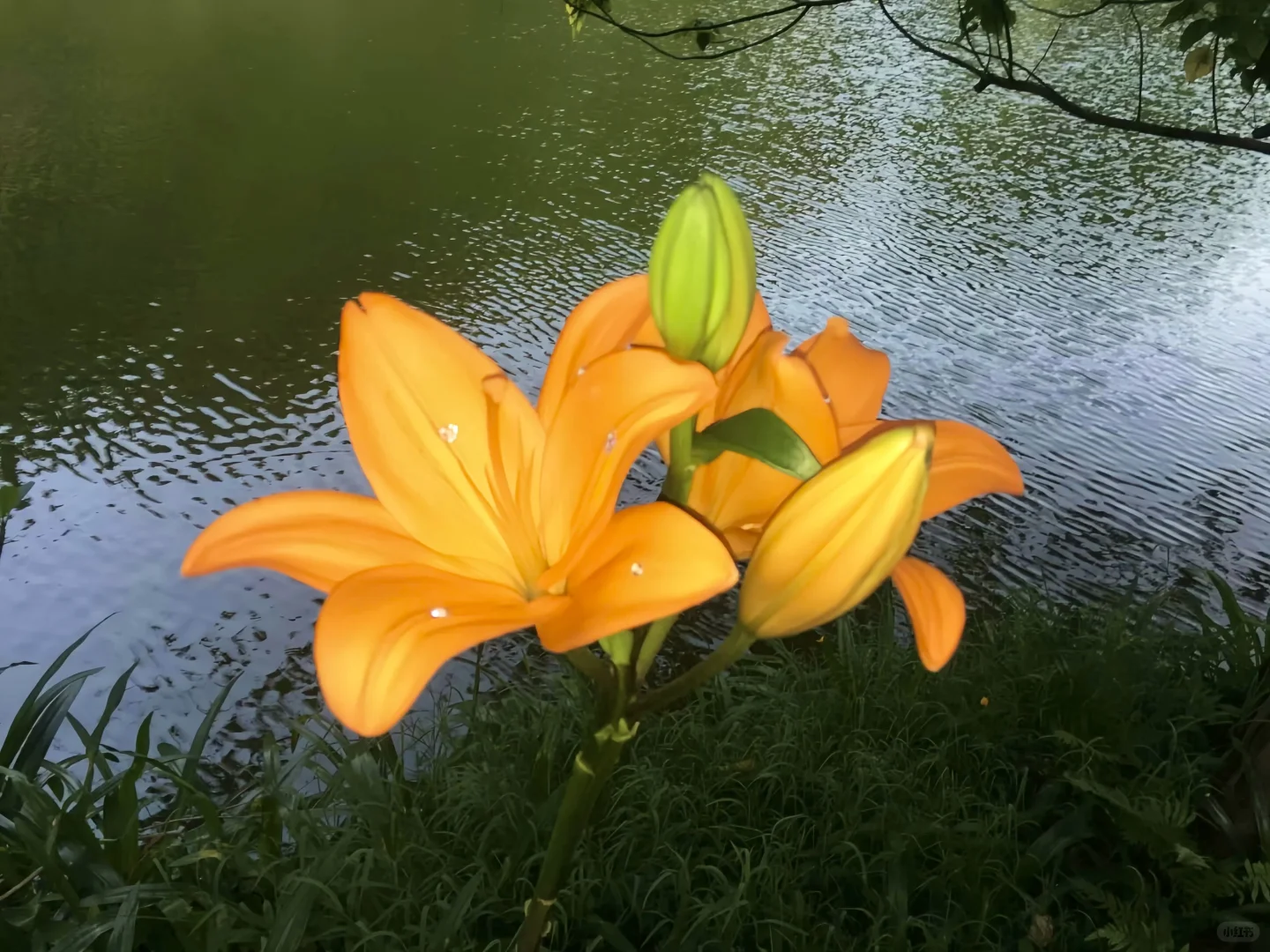 好好看的 🟡 iPad壁纸