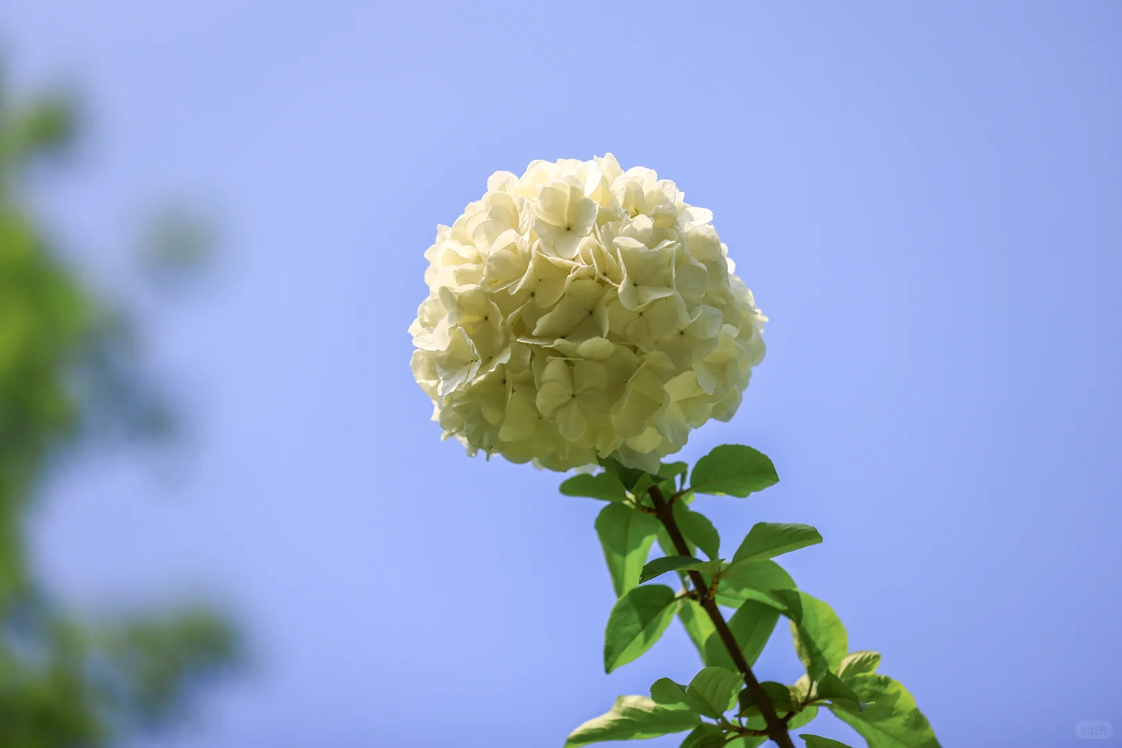 四季风景进电脑！神仙壁纸让桌面美犯规🌸