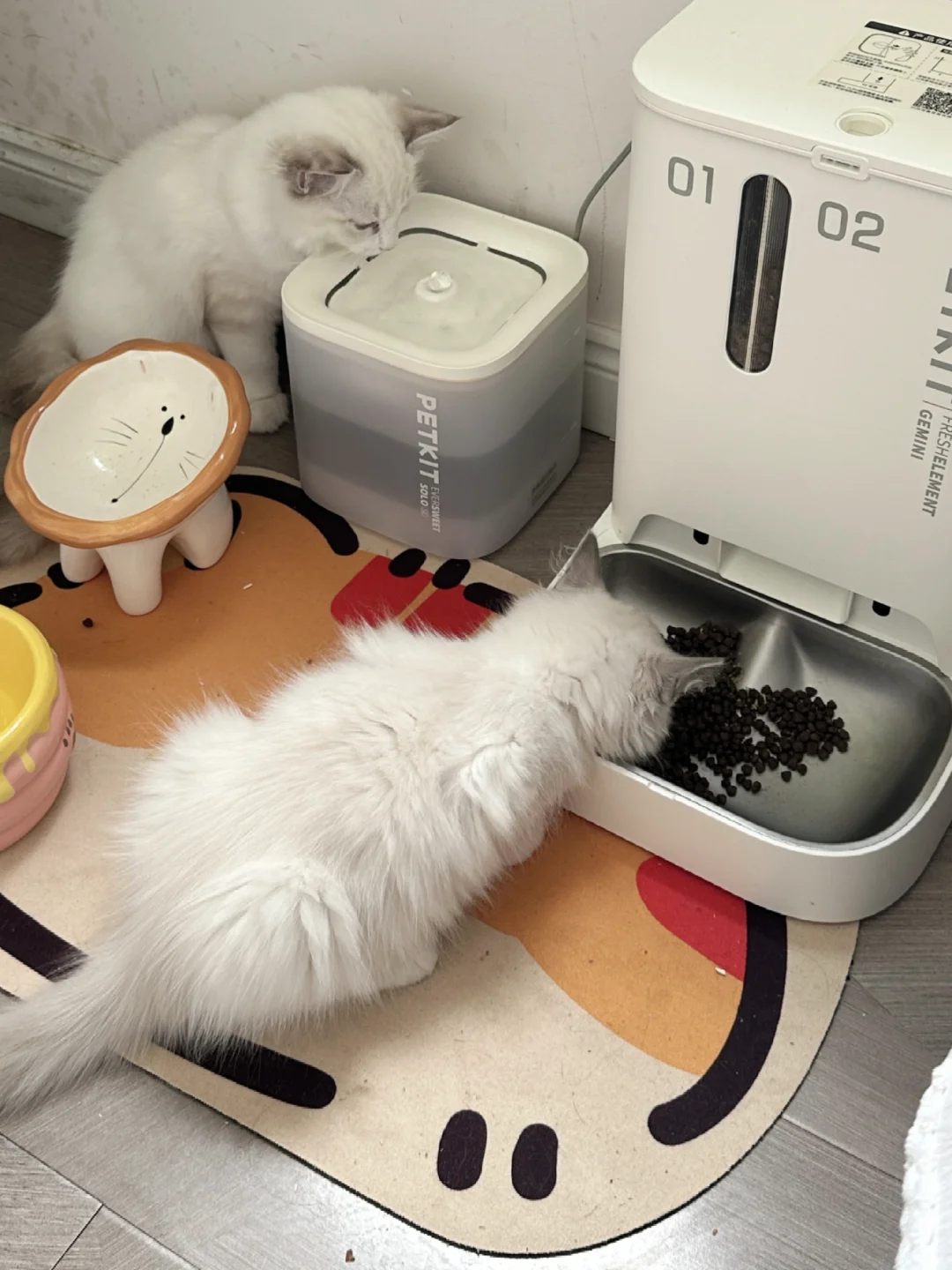 这么可爱的小猫咪你瑜伽小姨姐有两只