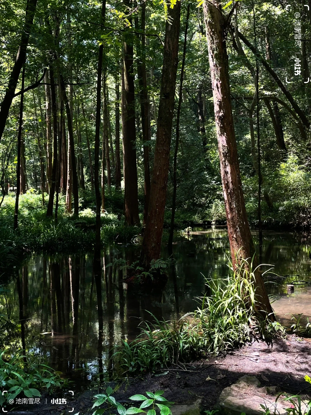 𝚂𝚌𝚘𝚝𝚝𝚒𝚜𝚑 𝙵𝚘𝚛𝚎𝚜𝚝⛰️拂晓森林