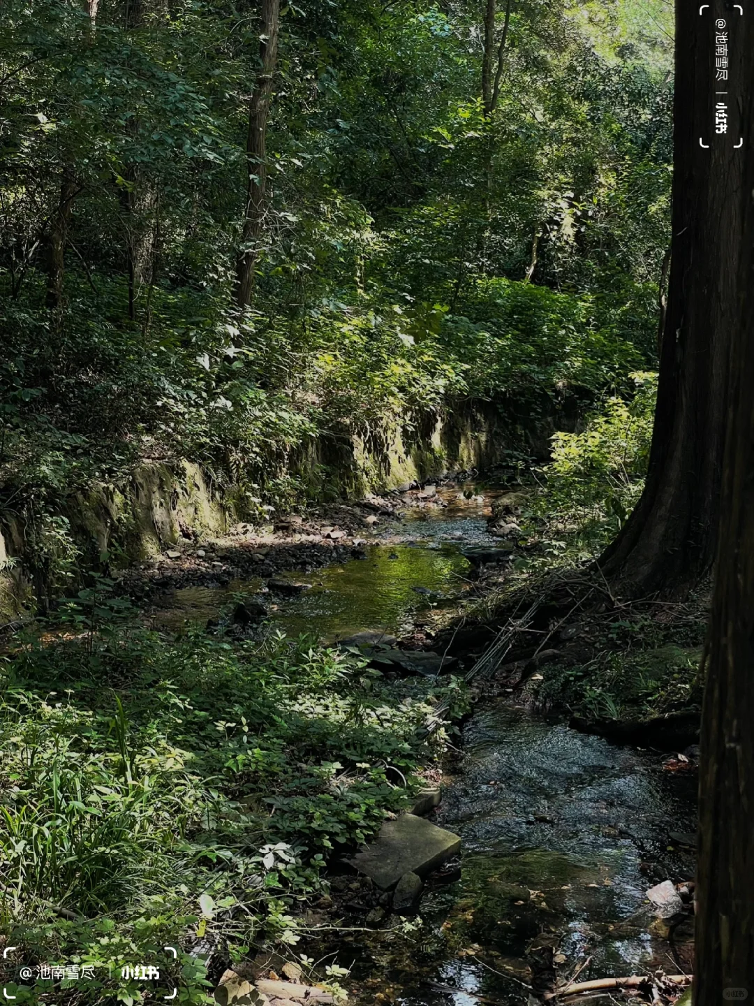 𝚂𝚌𝚘𝚝𝚝𝚒𝚜𝚑 𝙵𝚘𝚛𝚎𝚜𝚝⛰️拂晓森林