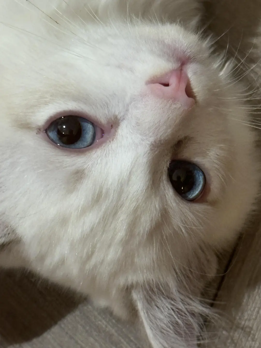 这么可爱的小猫咪你瑜伽小姨姐有两只