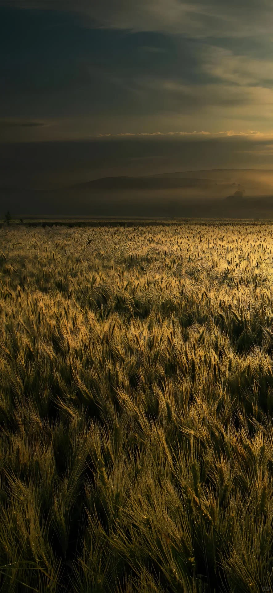 来了来了来了、精选壁纸、更新了