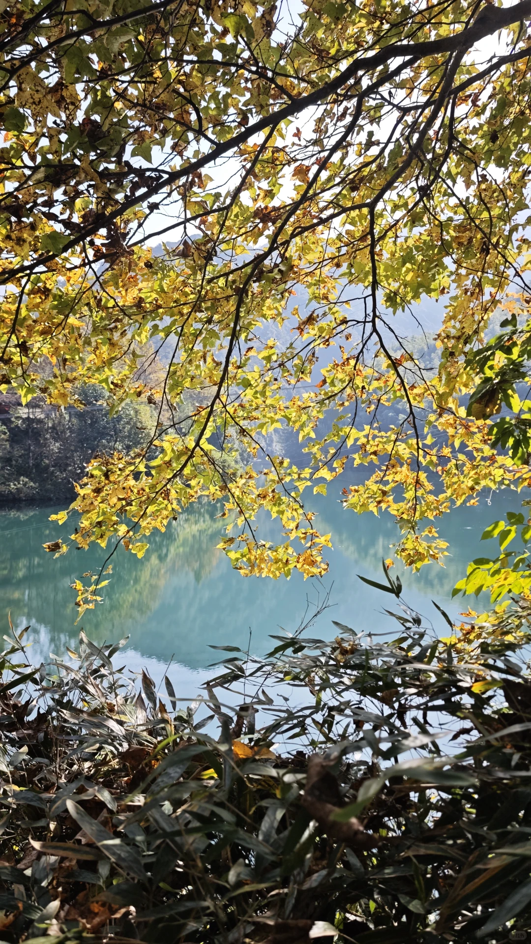 黄山芙蓉谷｜用壁纸解锁森系峡谷📷