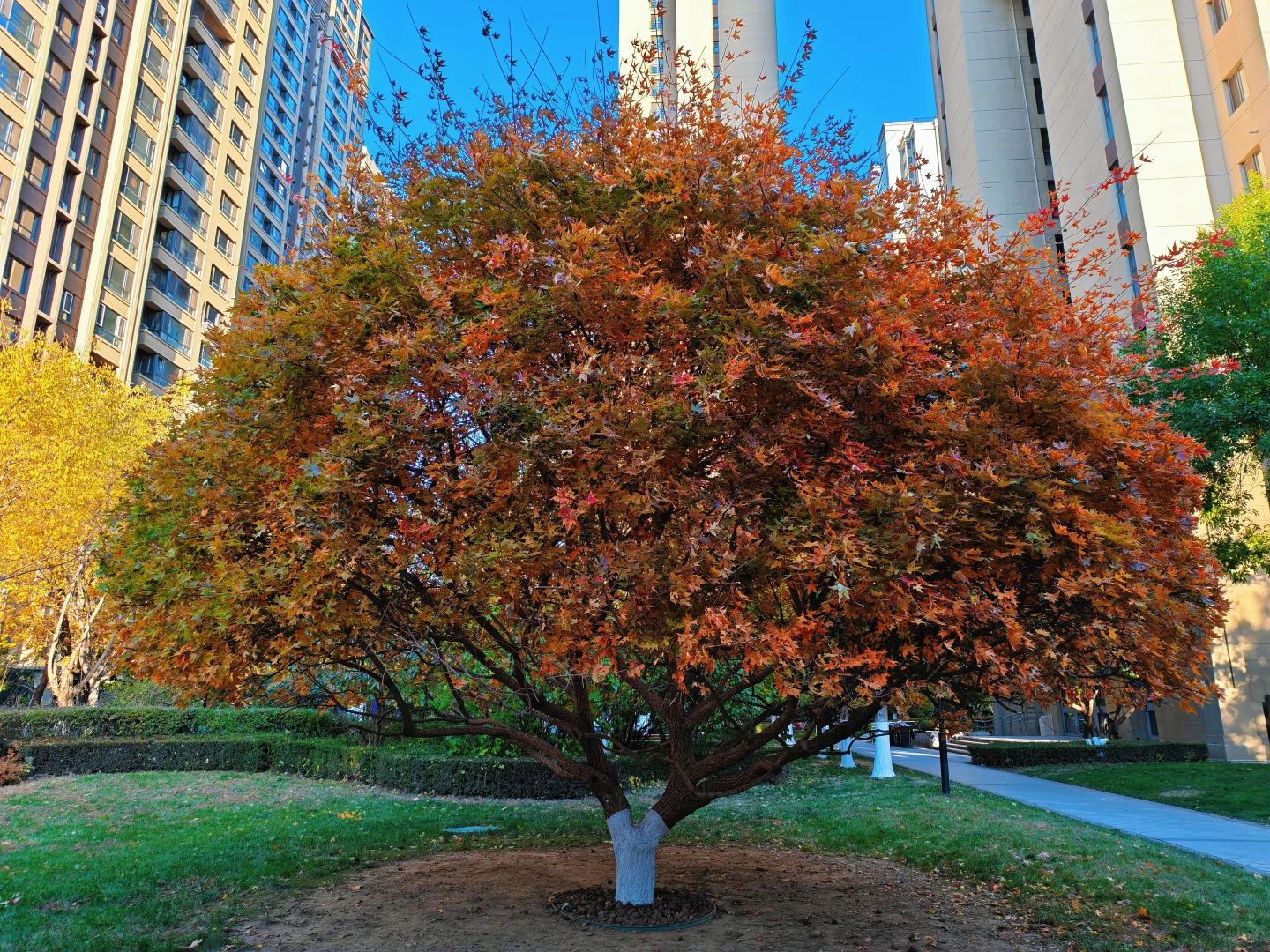 女律师的周日休闲时光