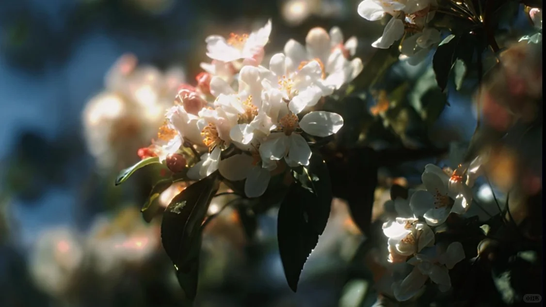 横屏壁纸 🌸🌊🍃