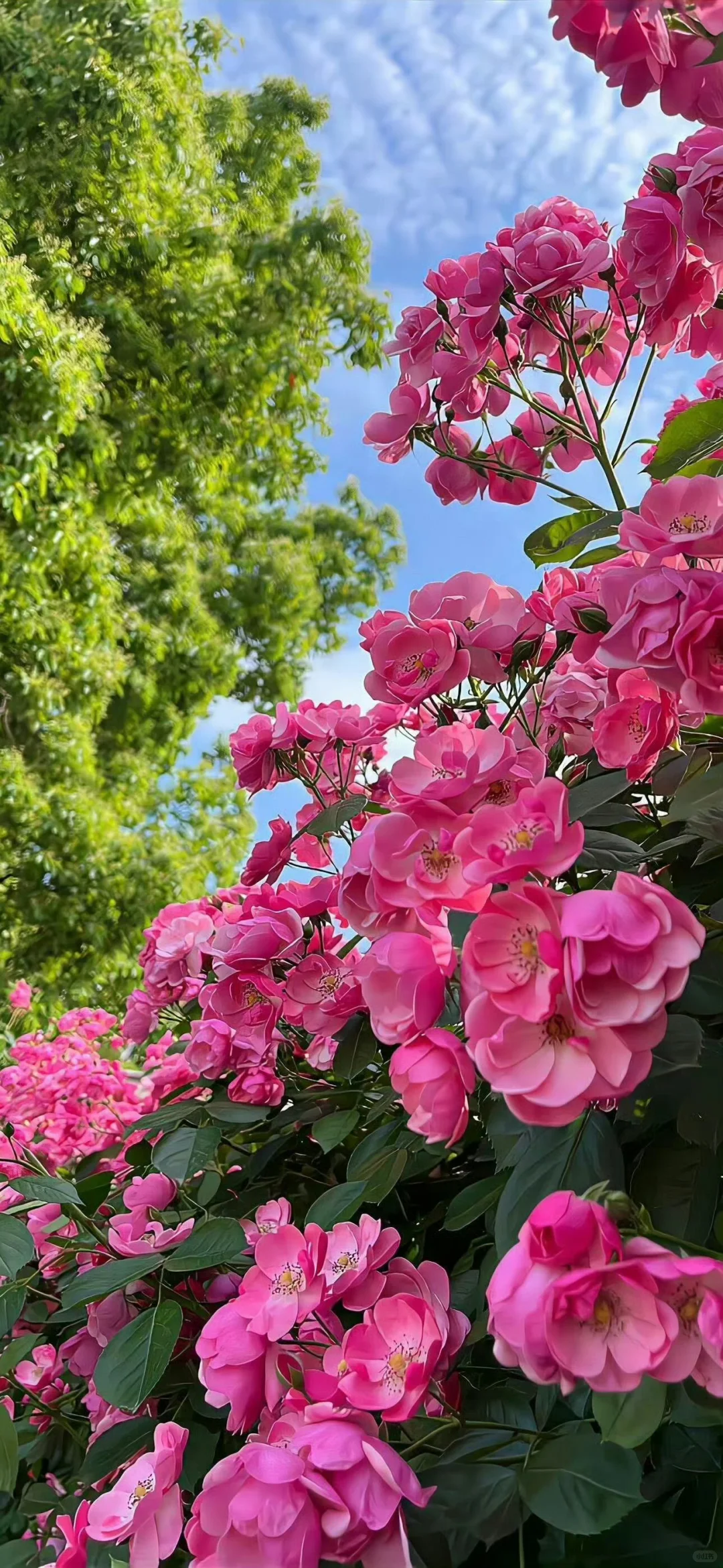 苹果ios26景深壁纸