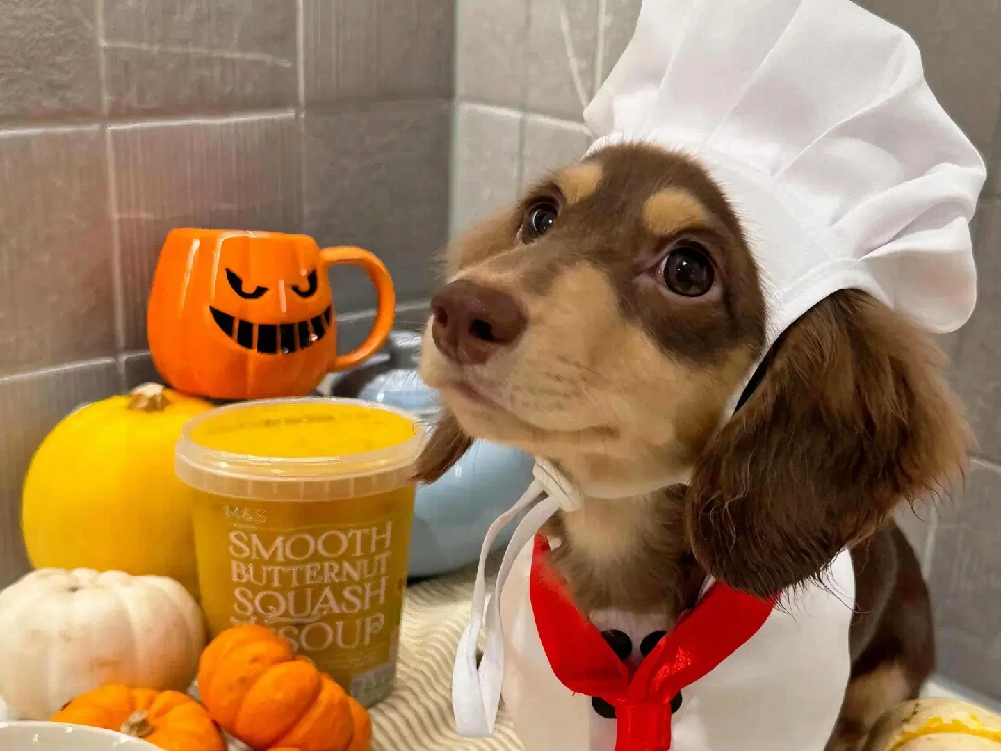 iPad·电脑壁纸｜🫧可爱猫咪缝缝补补