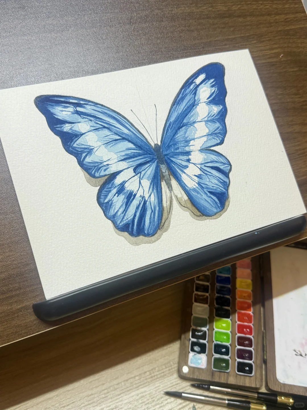 水彩｜光明女神蝶🦋