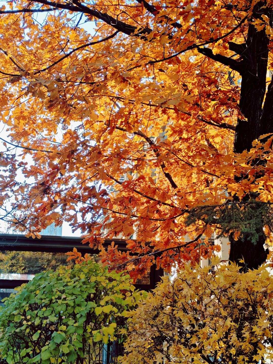 女律师的周日休闲时光