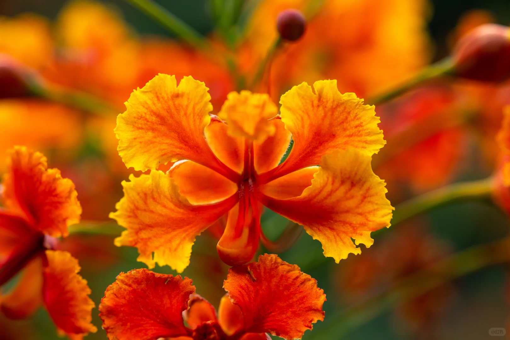 四季风景进电脑！神仙壁纸让桌面美犯规🌸